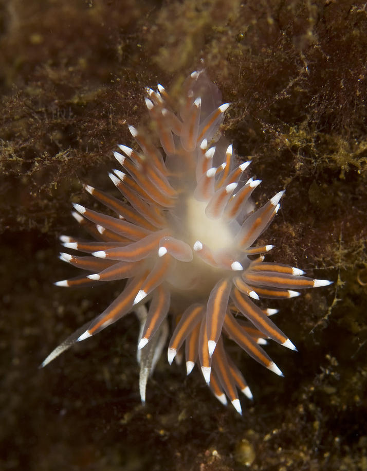 Flabellina verrucosa